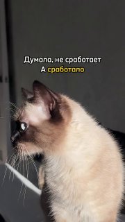 100% Натуральное Лососевое Масло для Питомцев
