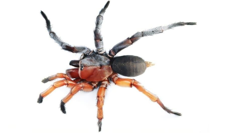 Новый вид паука в Таиланде