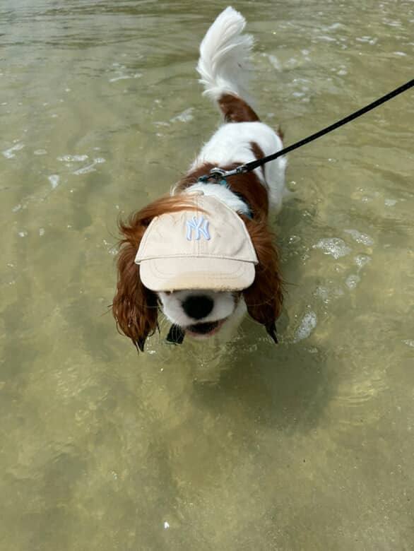 Отдых с собакой на Самуи