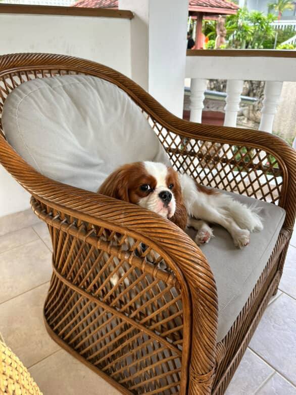 Отдых с собакой на Самуи