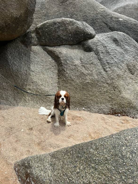 Отдых с собакой на Самуи