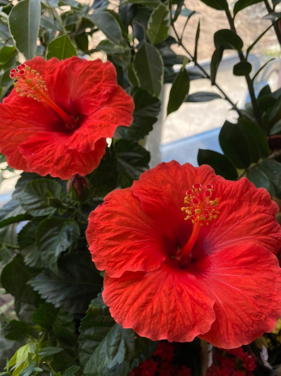 Гибискус в Таиланде: применение и выращивание