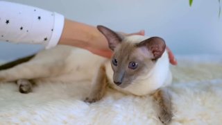 Сиамская кошка - символ Таиланда