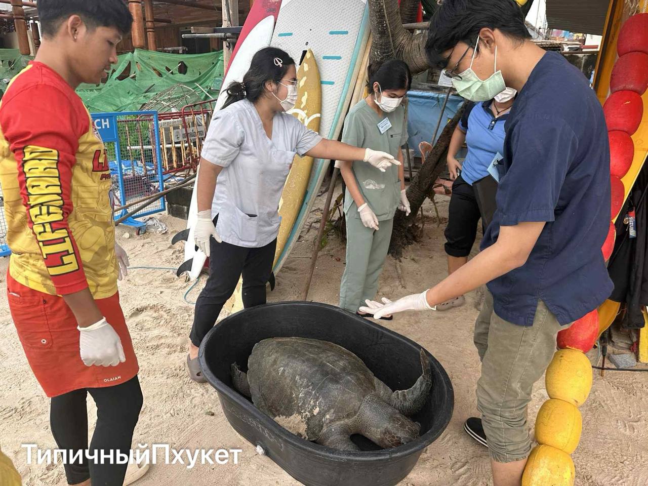 Мёртвая черепаха на берегу Пхукета
