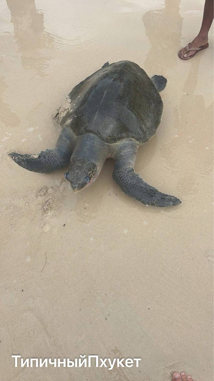 Мёртвая черепаха на берегу Пхукета