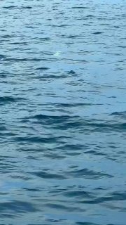 Редкое открытие стаи мант на Суринских островах