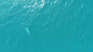 Редкие киты омуры замечены у Сурин