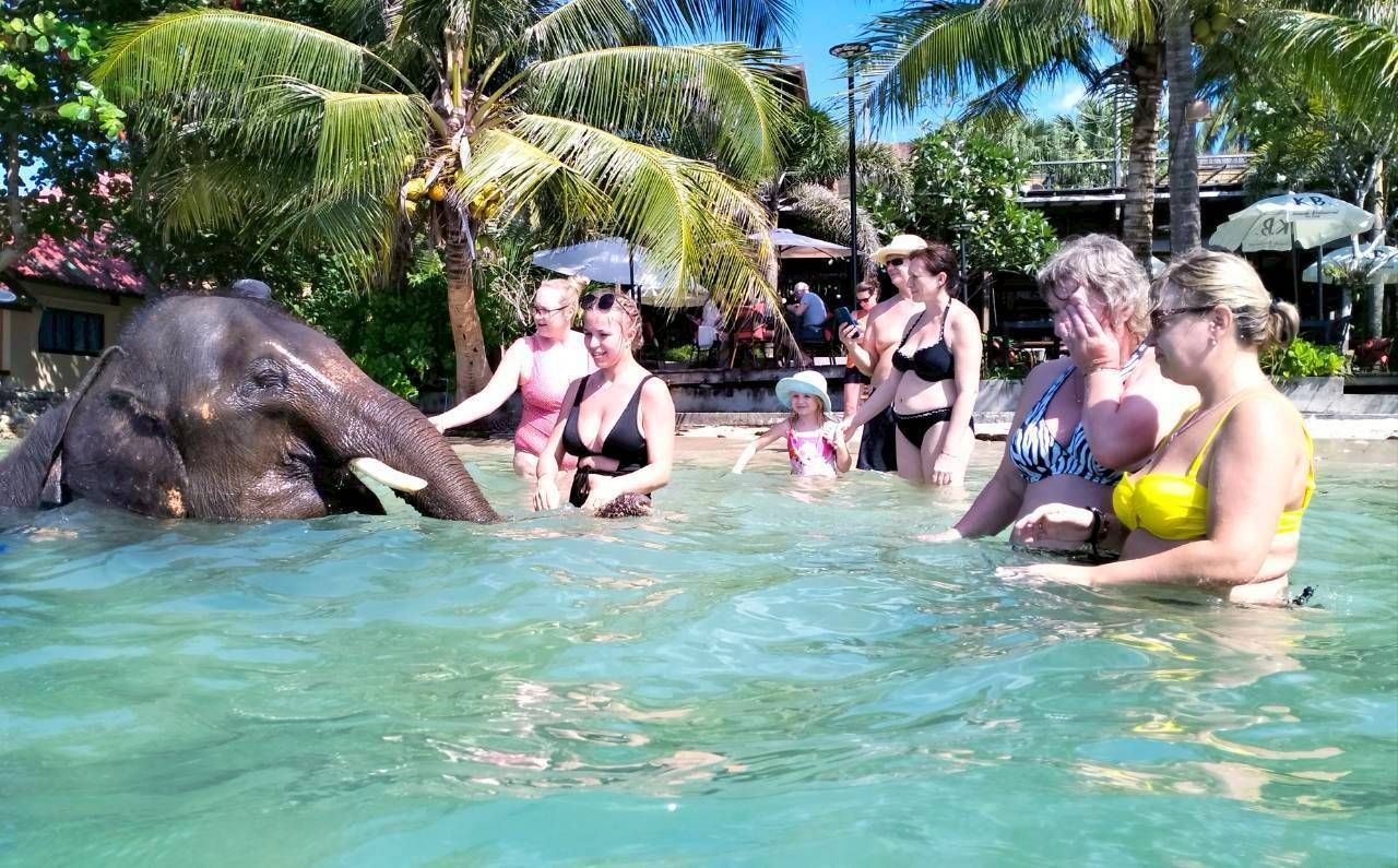 Купание со слонятами в программе