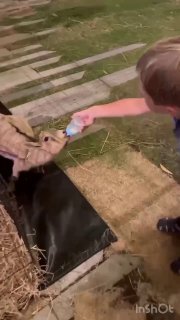 Няня на Пхукете с опытом