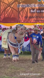 Праздник буйволов в Чонбури, Таиланд