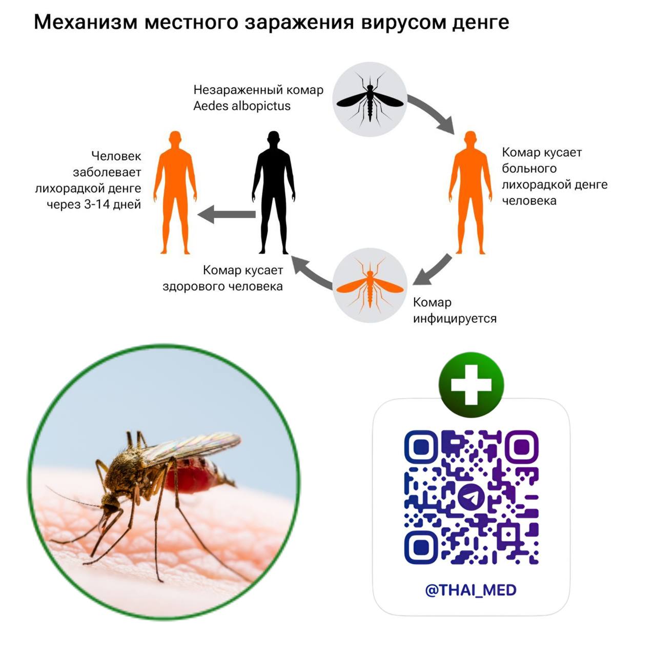 Вакцина против лихорадки денге