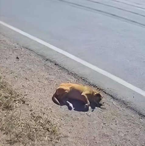 Шимпанзе спасло раненую собаку в Чиангмае