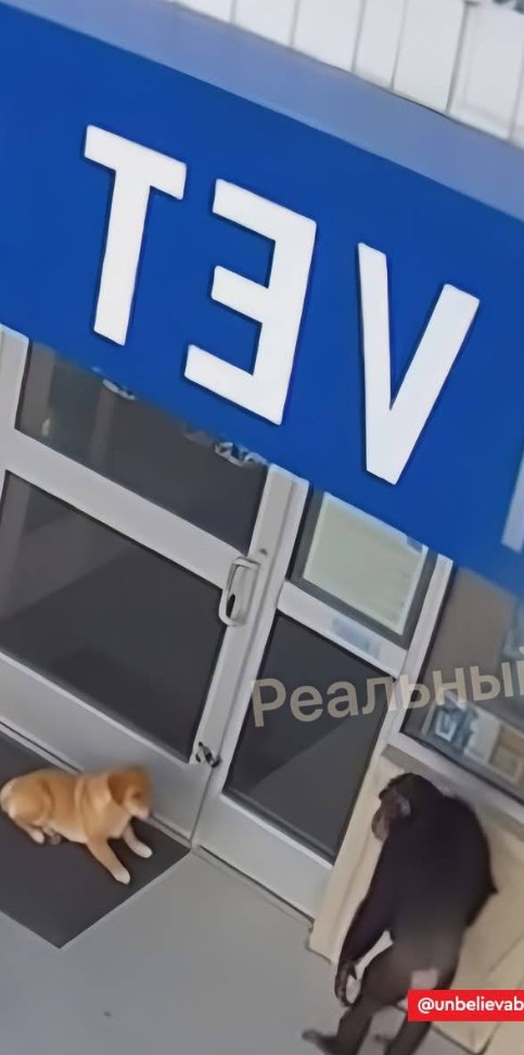 Шимпанзе спасло раненую собаку в Чиангмае