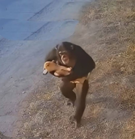 Шимпанзе спасло раненую собаку в Чиангмае