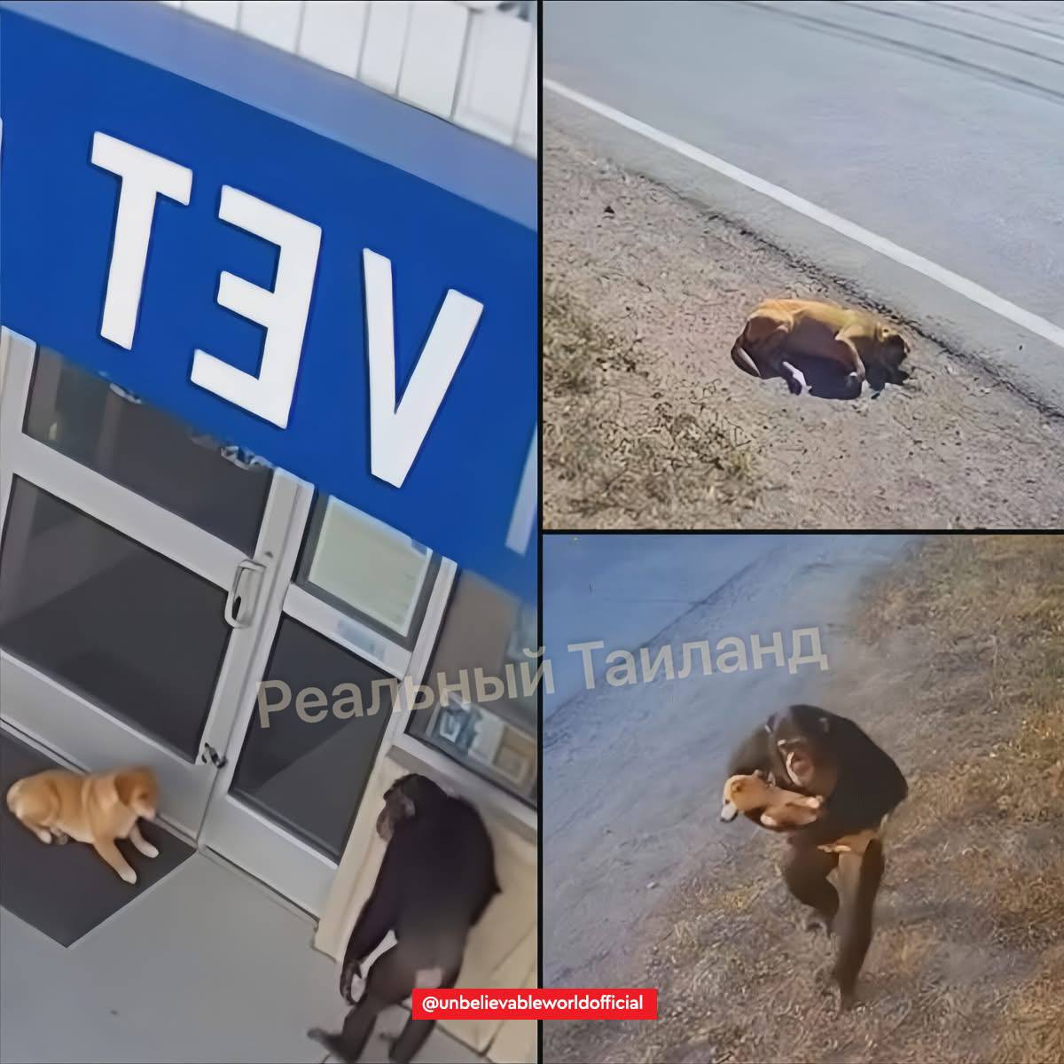 Шимпанзе спас раненую собаку