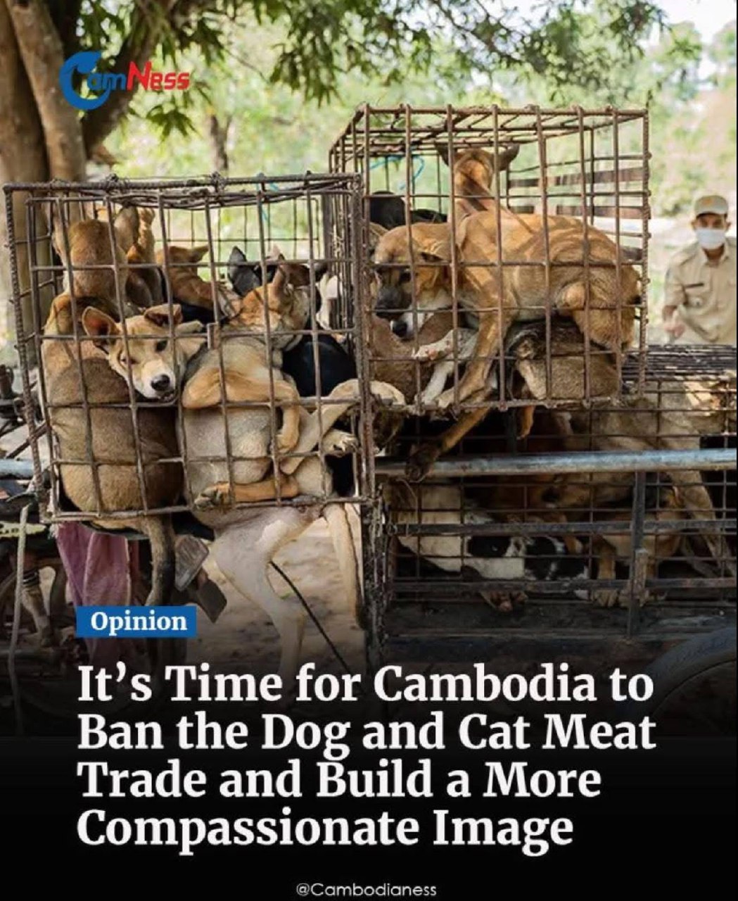 Торговля собачьим мясом в Азии