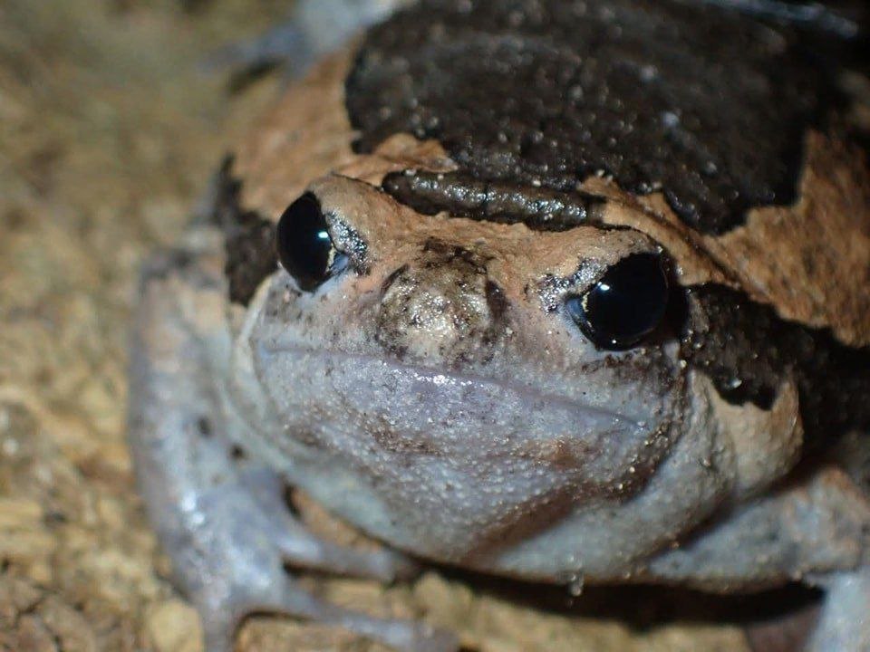 Ревущий динозавр на балконе в Таиланде