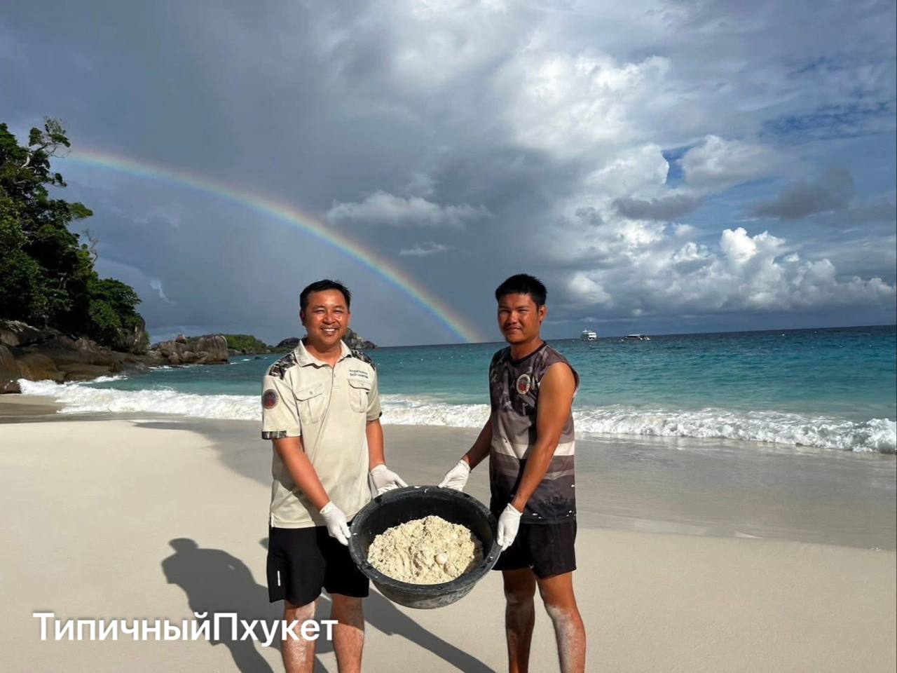 Черепахи на Симиланах откладывают яйца