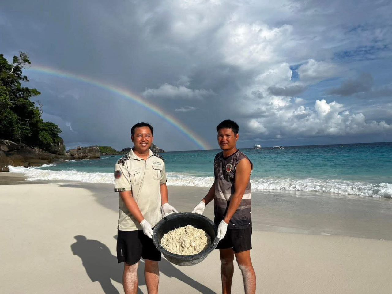 Успех сохранения морских черепах