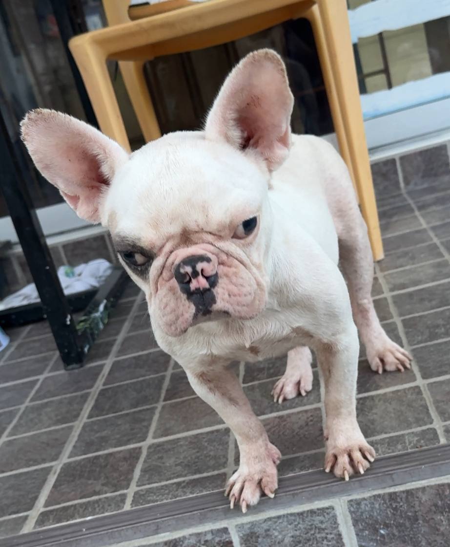 Помощь найденной собачке