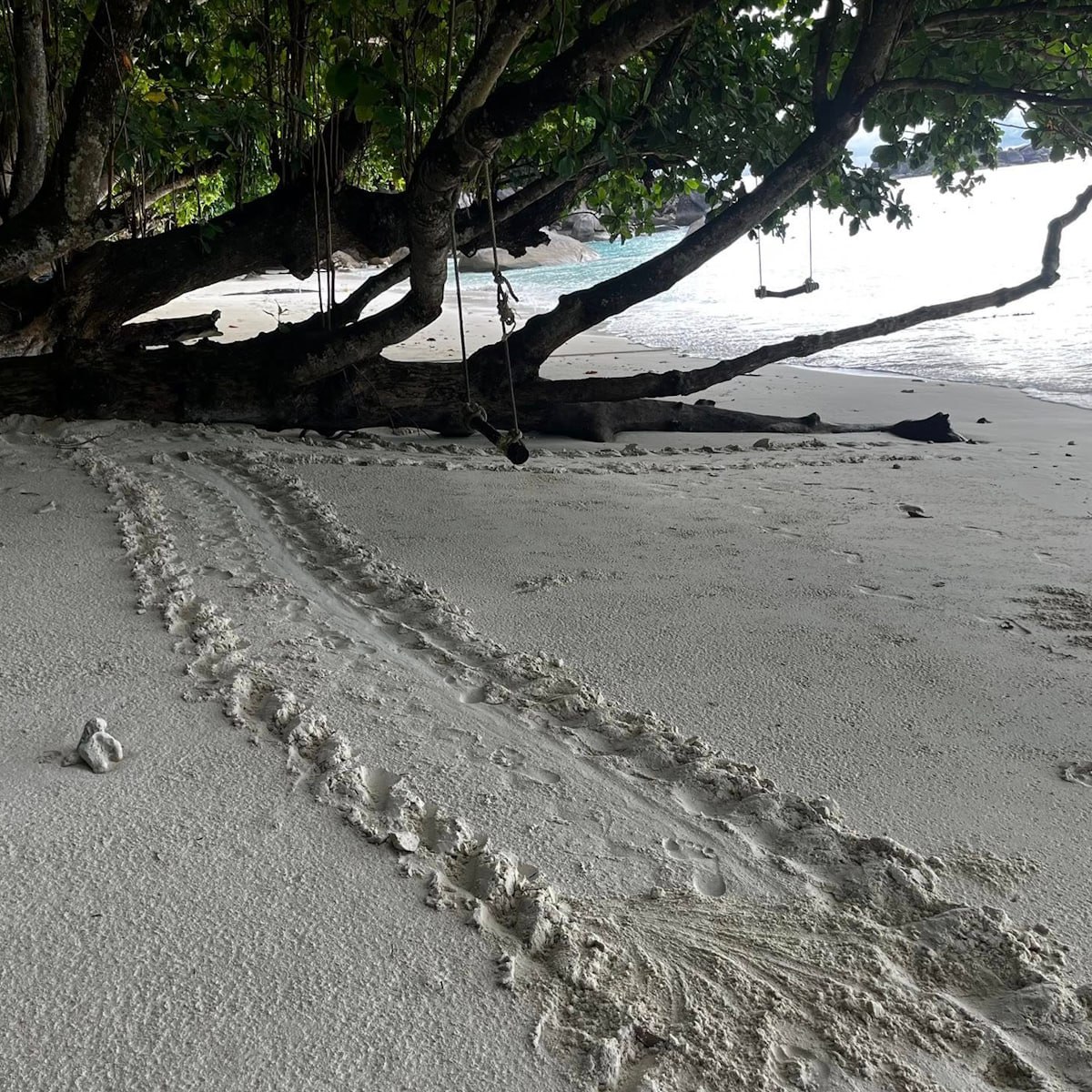 Черепахи на Симиланах: редкое явление