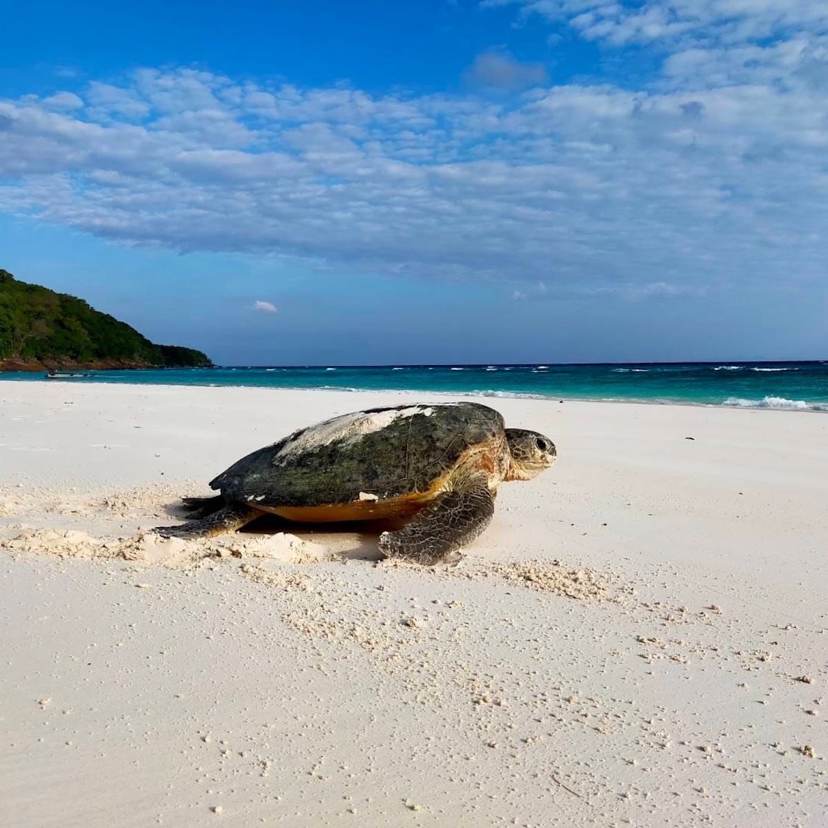 Черепахи на Симиланах: редкое явление
