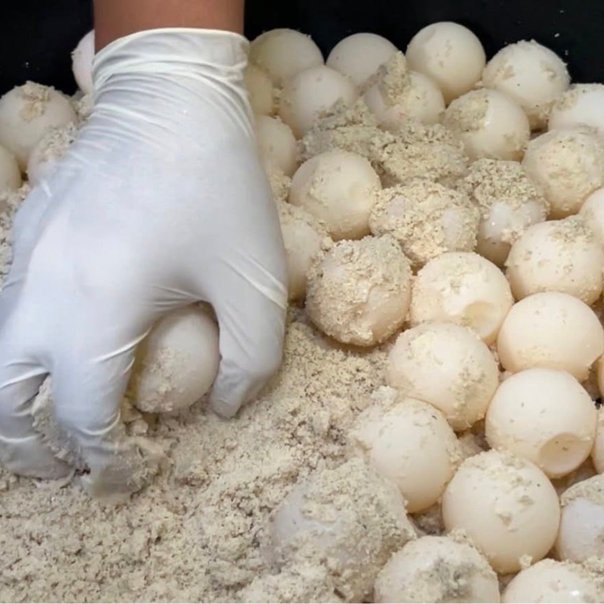 Редкое событие на Симиланских островах