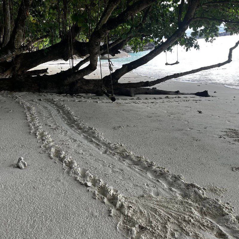 Важные новости с Симиланских островов