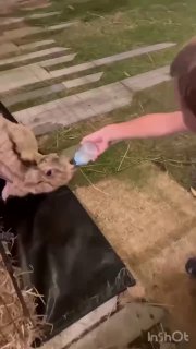 Няня на Пхукете с опытом