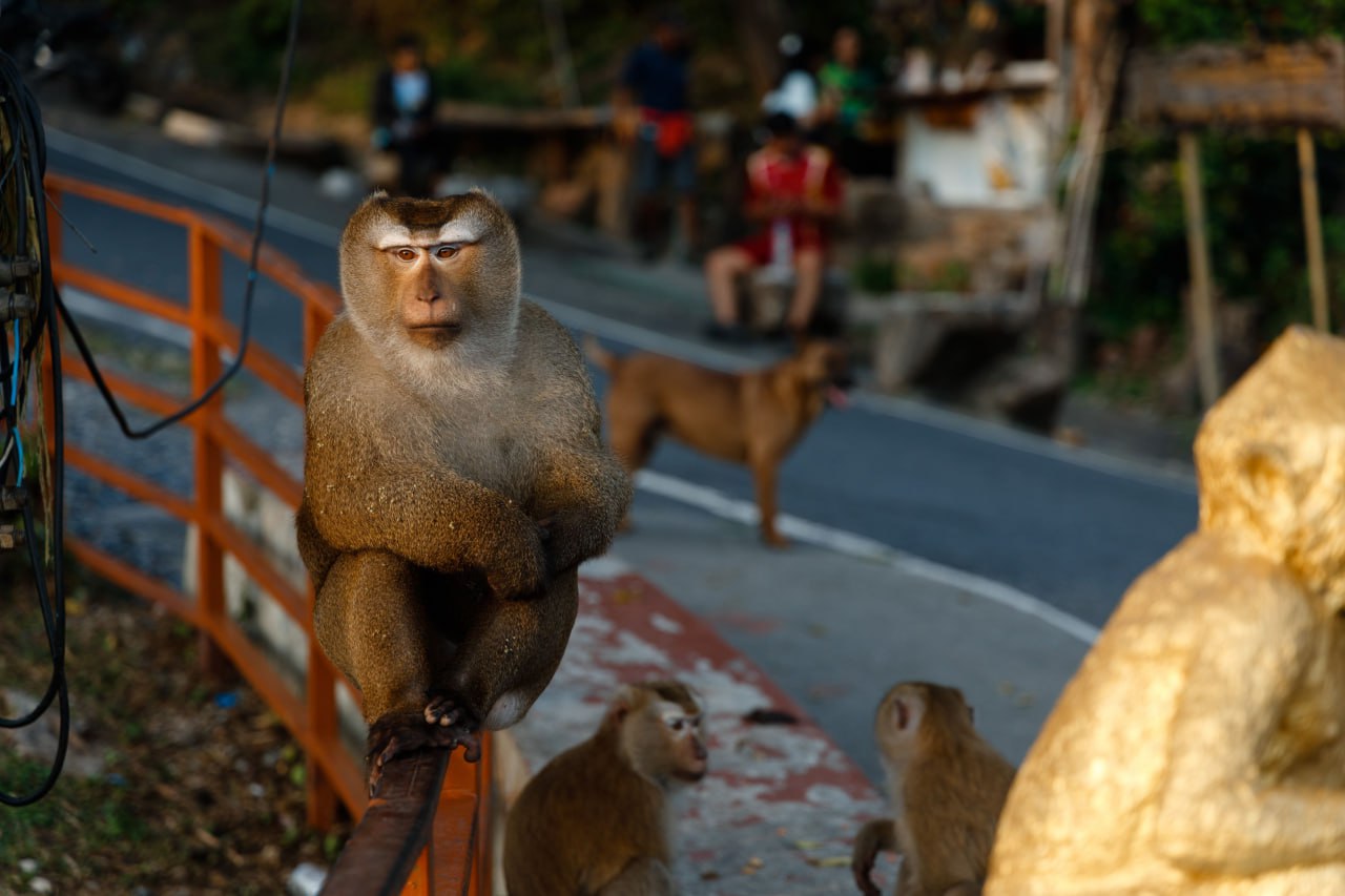 Встреча с дикими макаками на горе