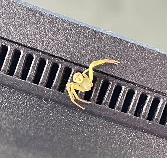 Паук с человеческим лицом в Тайланде