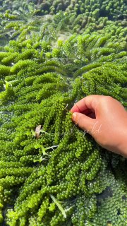 Польза и применение морского винограда