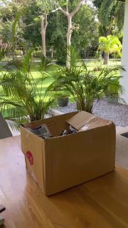 Тилландсия - декоративное растение из Таиланда