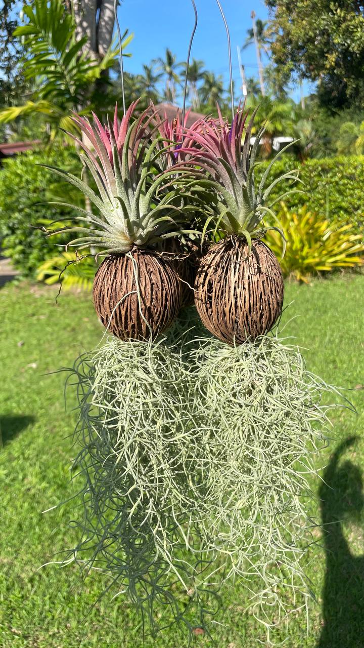 Тилландсия - декоративное растение из Таиланда