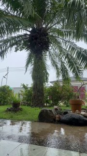 Тропический шторм и погода на Пхукете