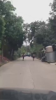 Инцидент со слоном на Пхукете