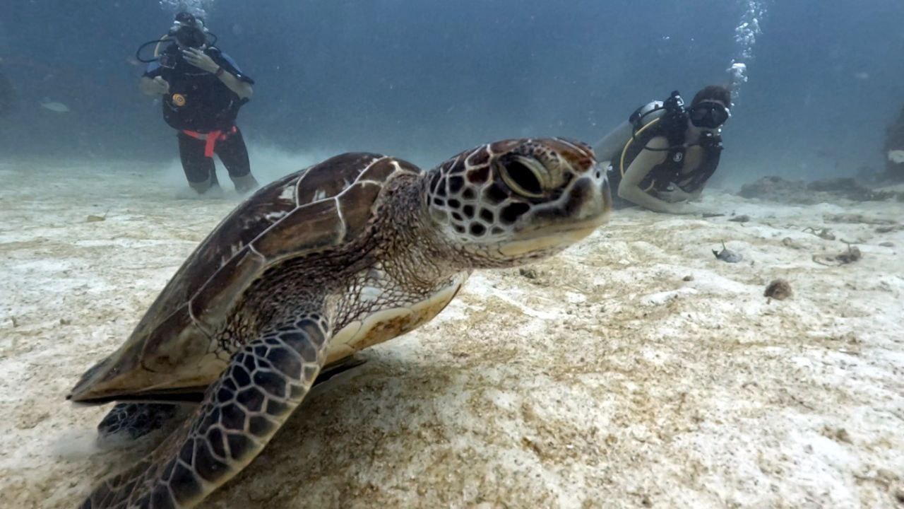 Морские туры и дайвинг