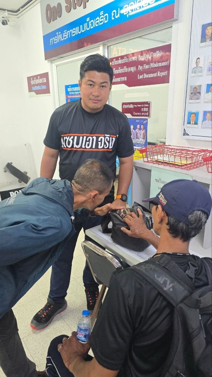 Жестокость к лори на Пхукете