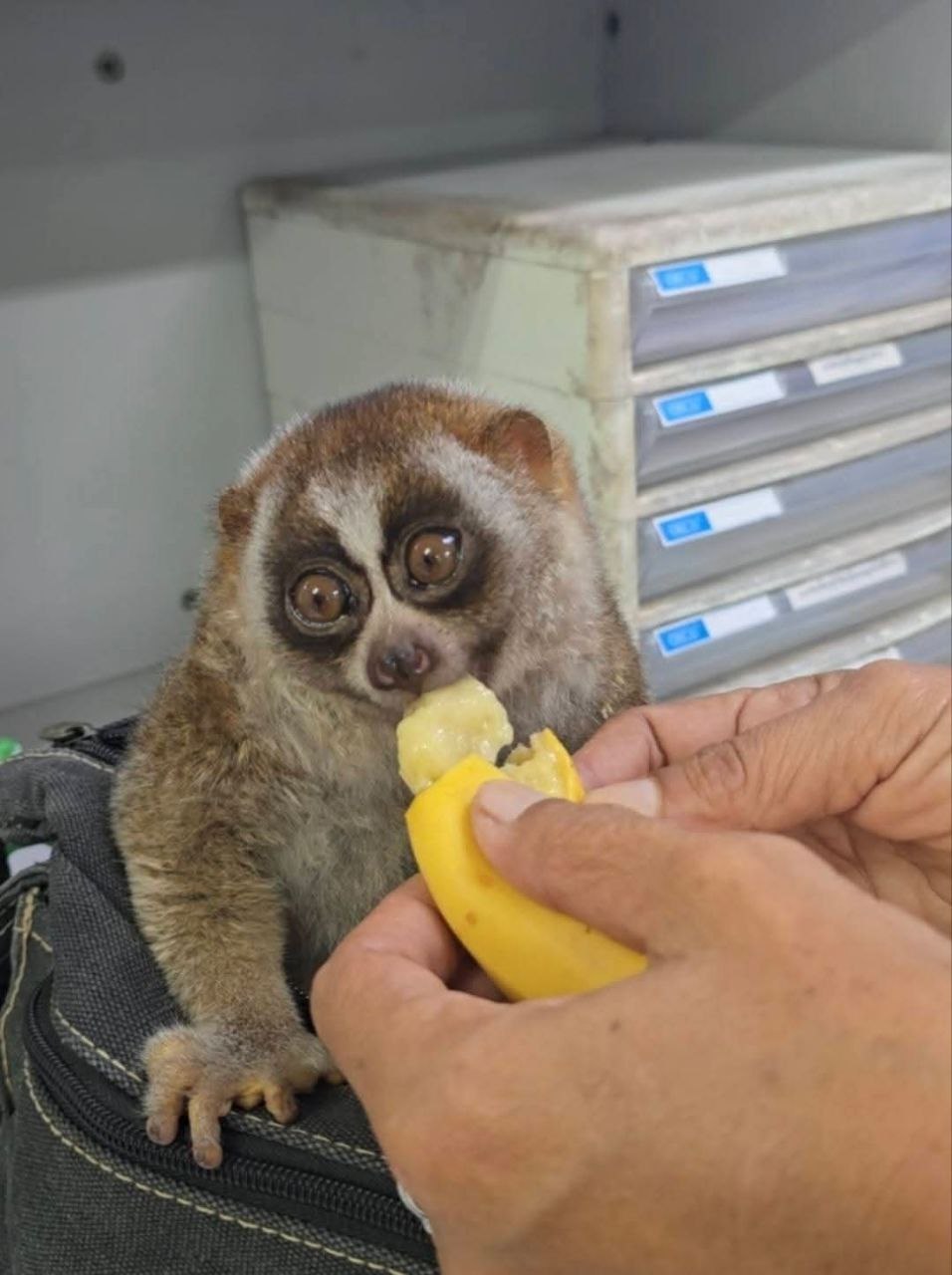 Жестокость к лори на Пхукете