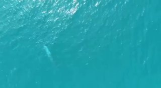 Редкие киты омуры замечены у островов Сурин