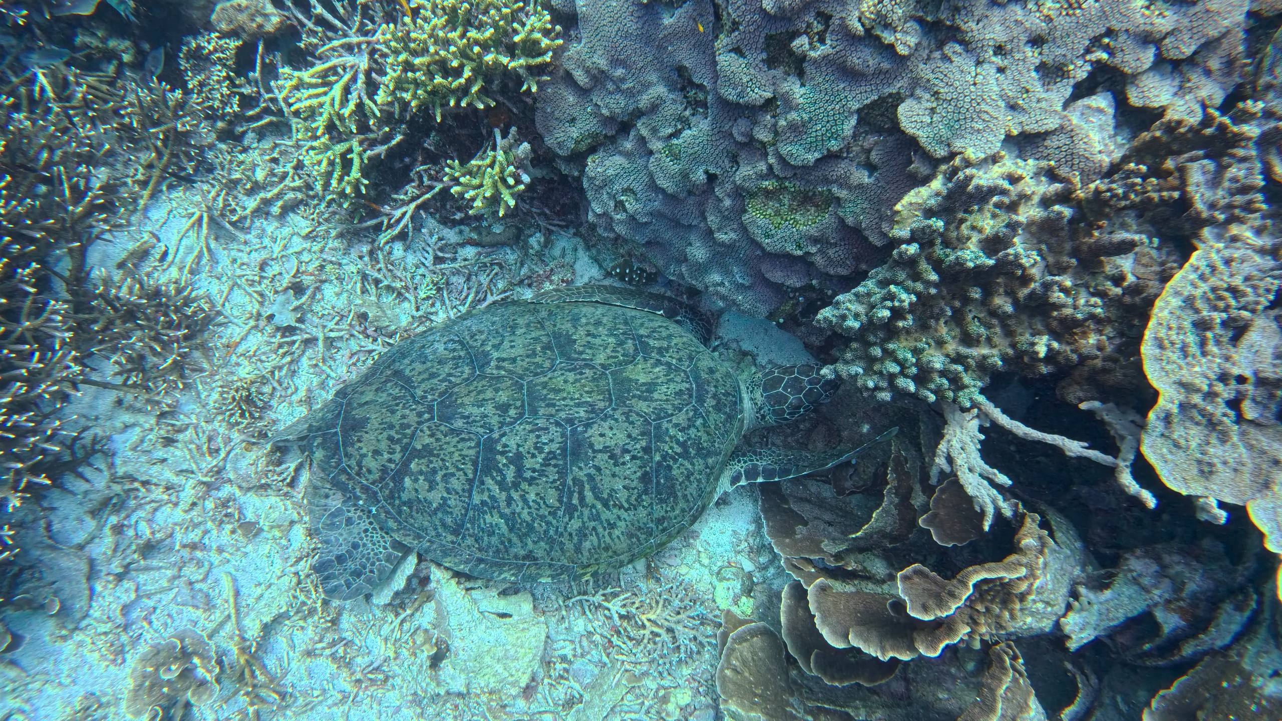 Первый день дайвинга с черепахами