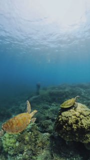 Первый день дайвинга с черепахами