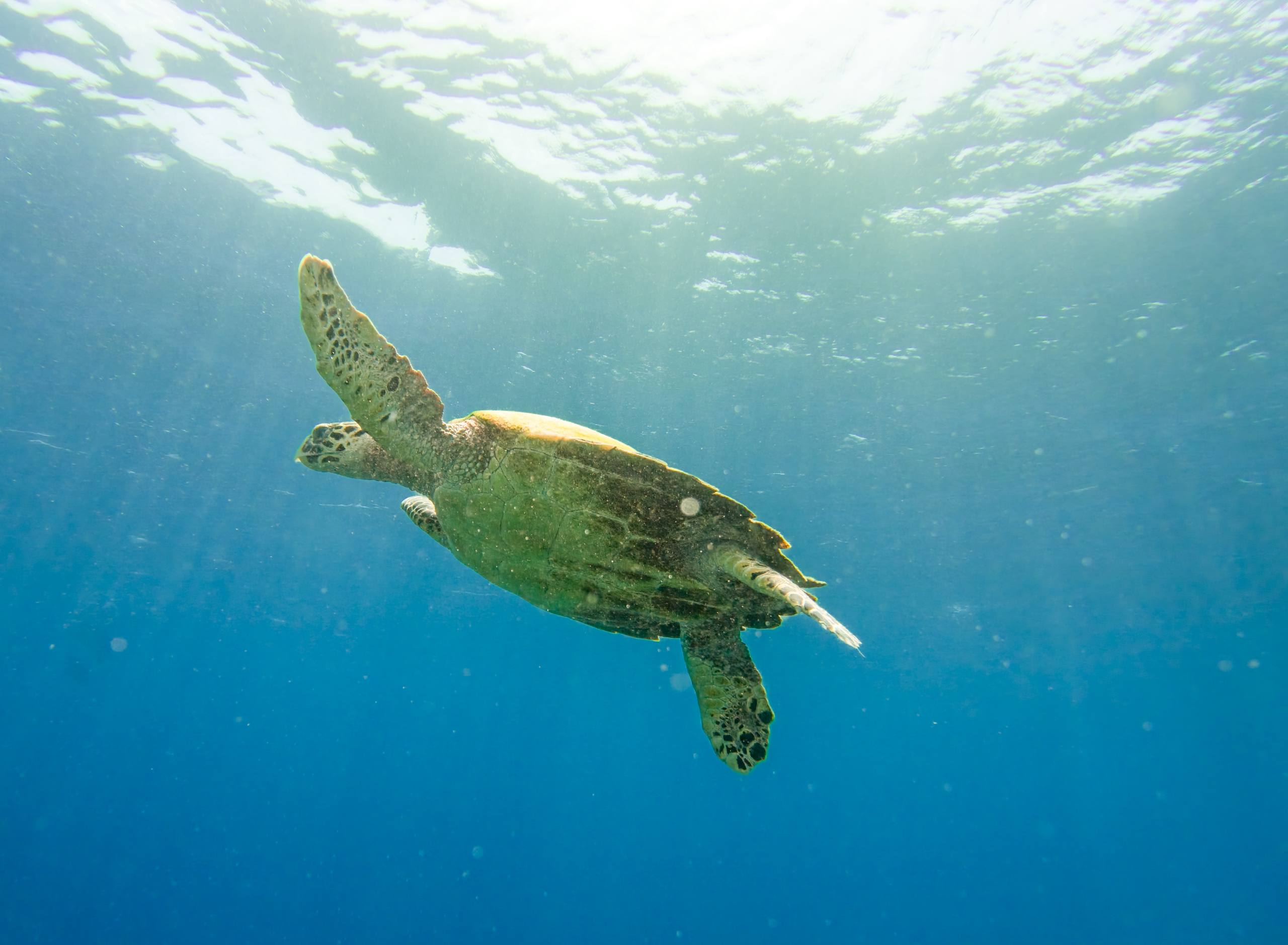 Первый день дайвинга с черепахами