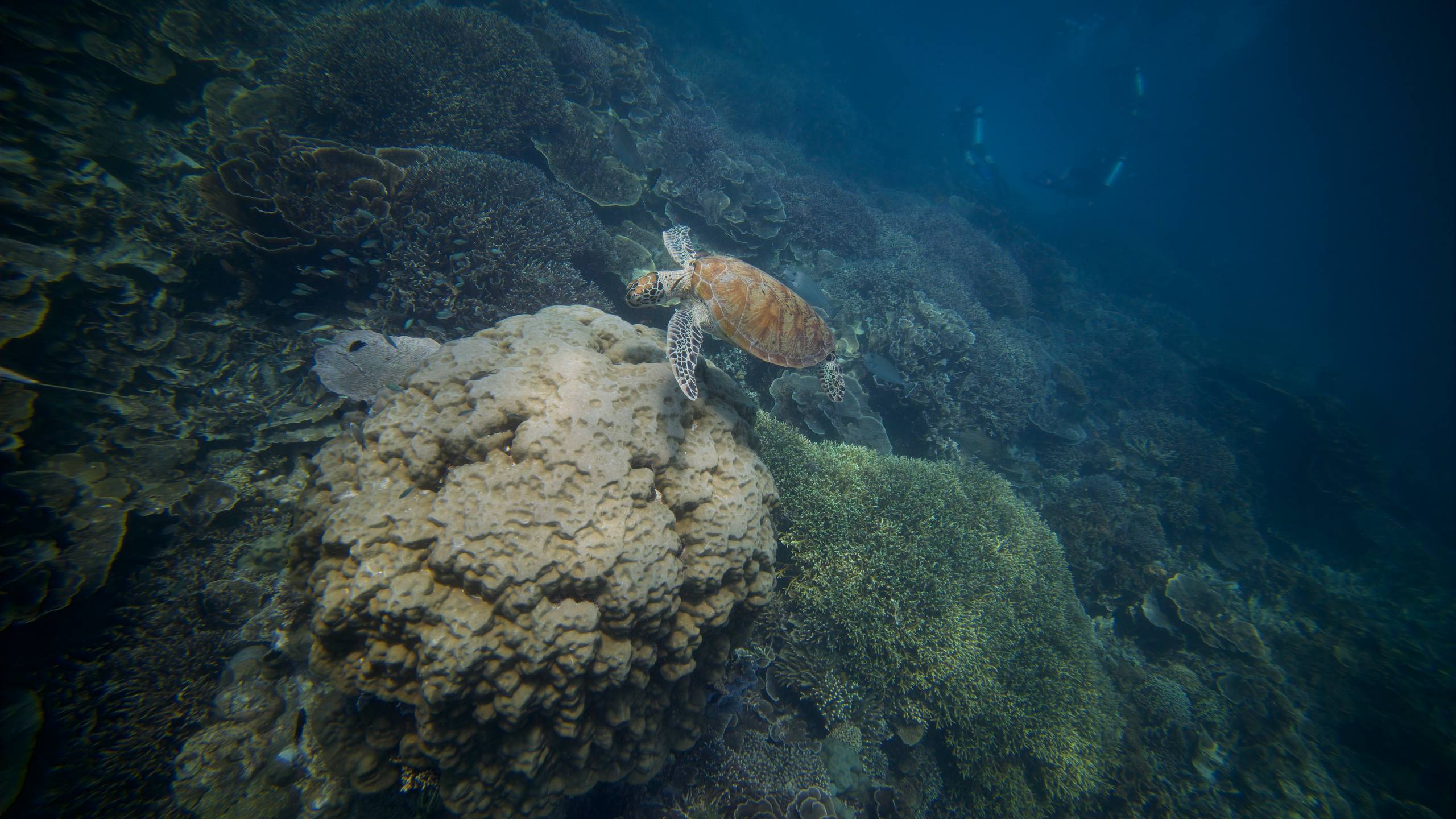 Первый день дайвинга с черепахами