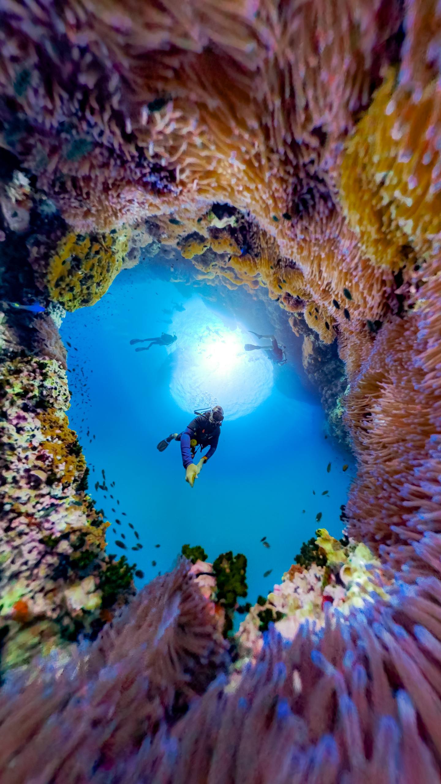 Новые правила для дайверов в Таиланде