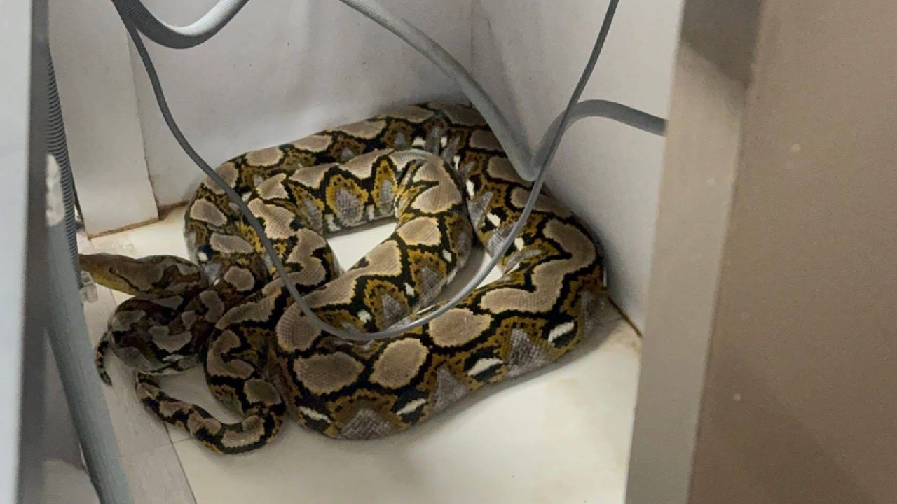 Питон атаковал котёнка в Таиланде