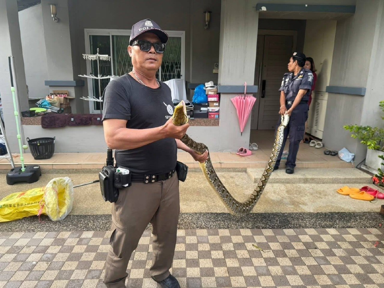 Питон атаковал котенка в Таиланде