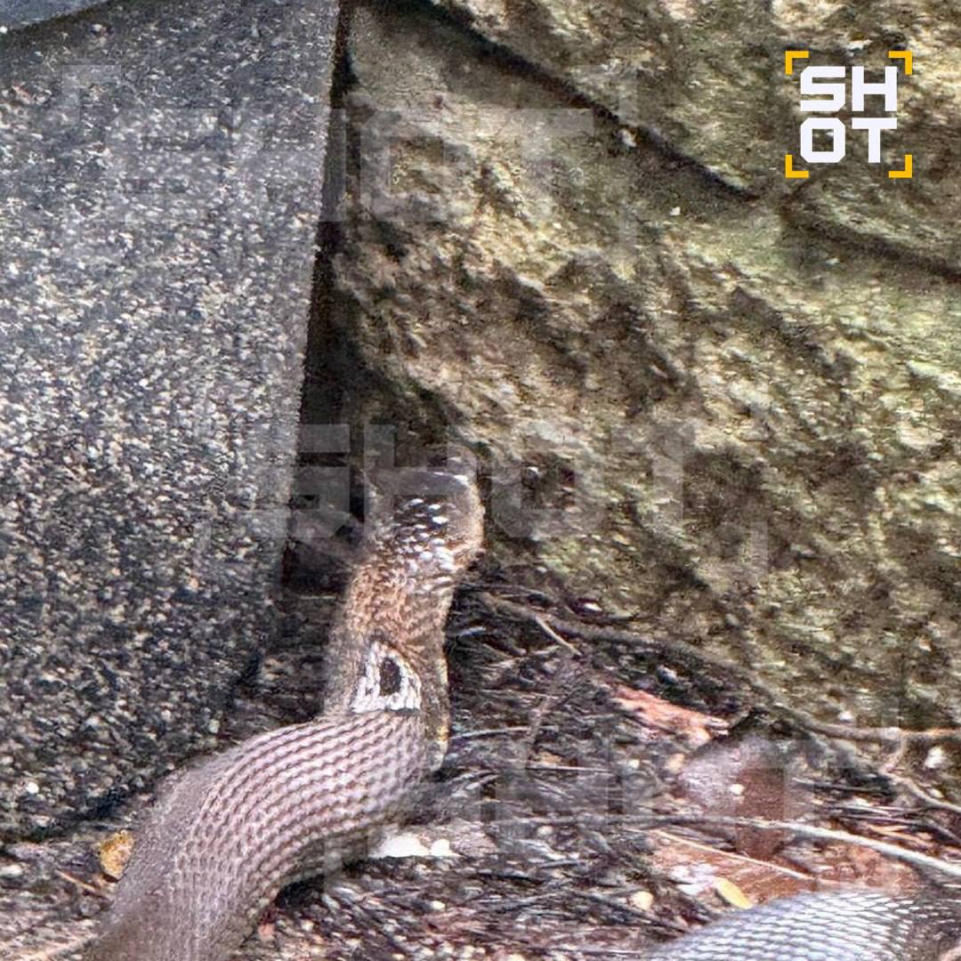 Королевская кобра в отеле в Таиланде