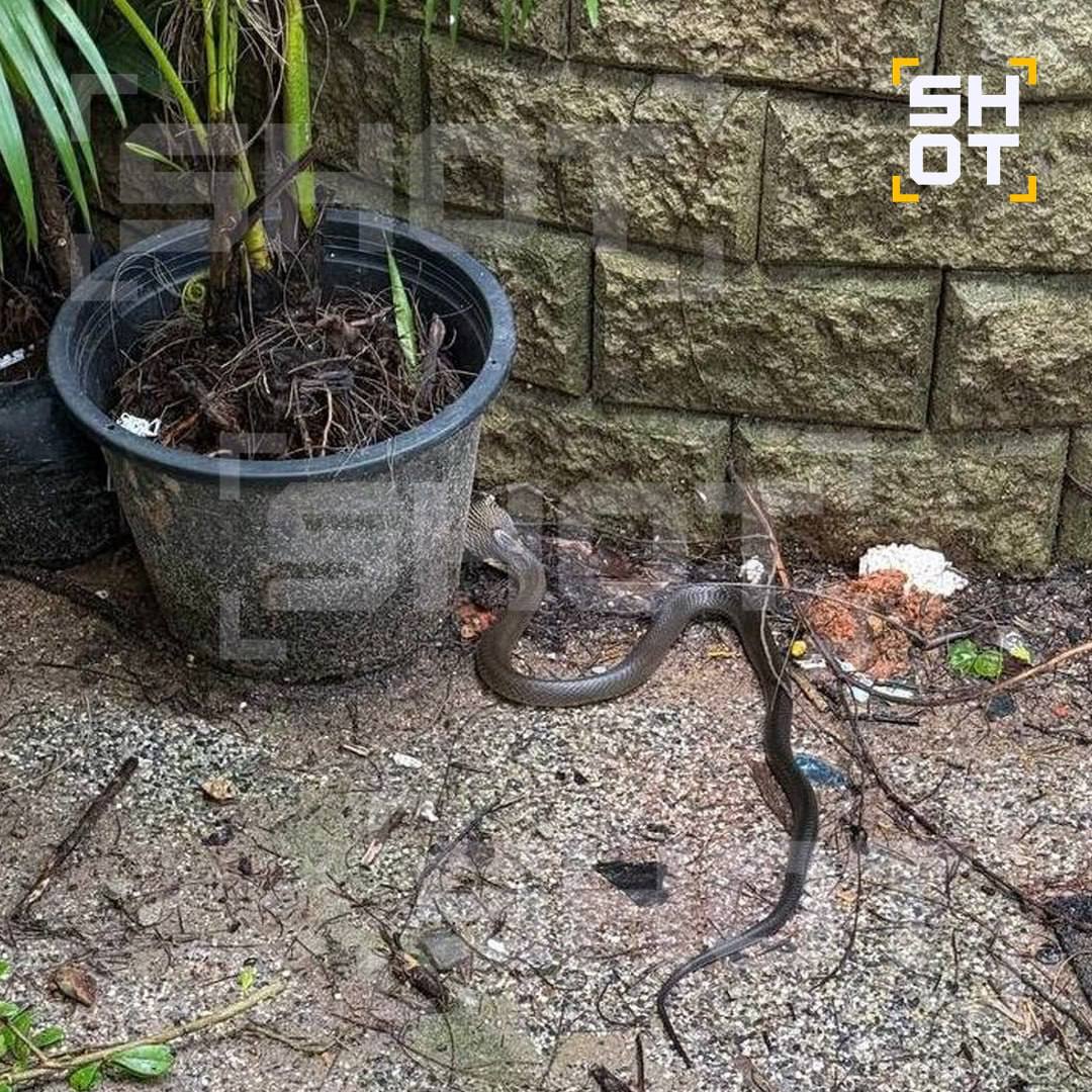 Королевская кобра в отеле в Таиланде