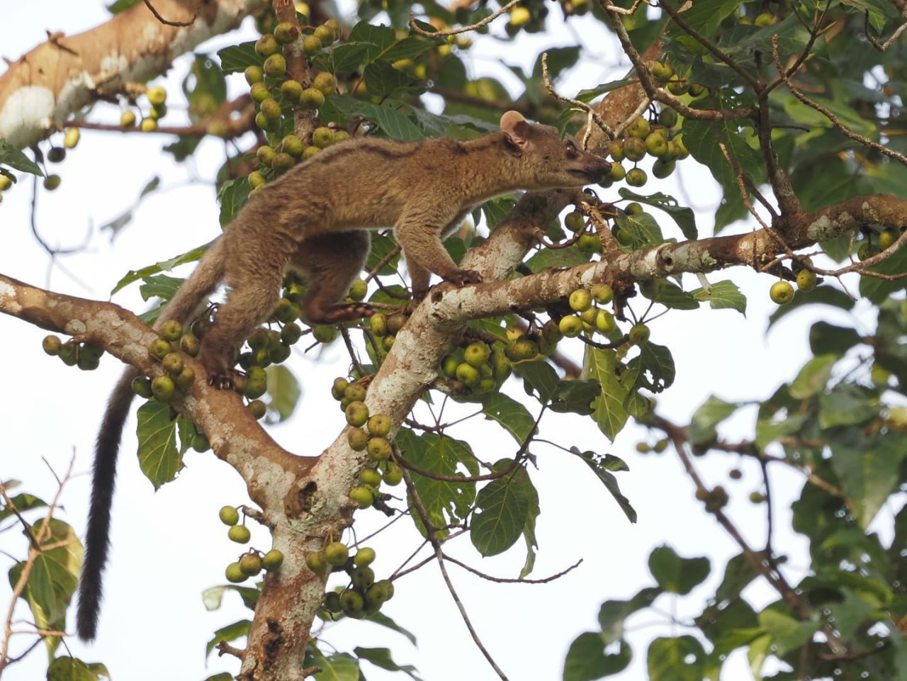 Пальмовая циветта: ночной гурман тропиков